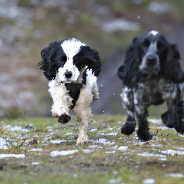 Leo and Lyra at Swinsty