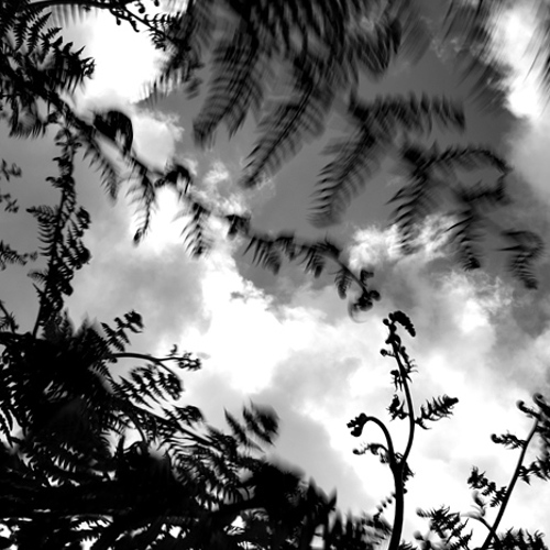 Ferns: Ferns