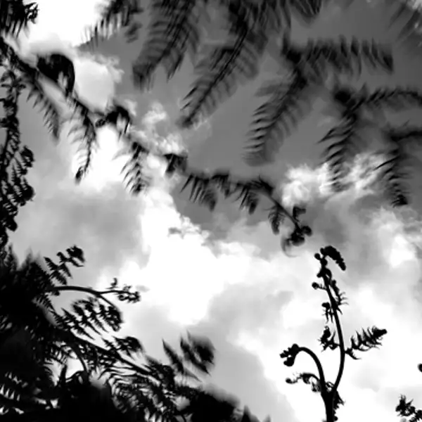 Ferns