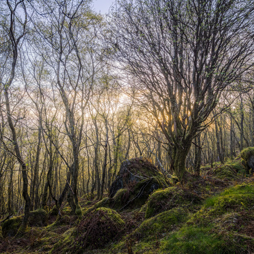 Spring woodlands: 