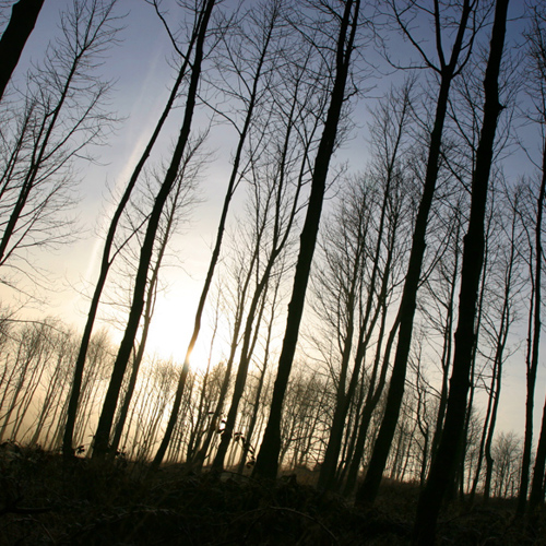 Trees: Trees