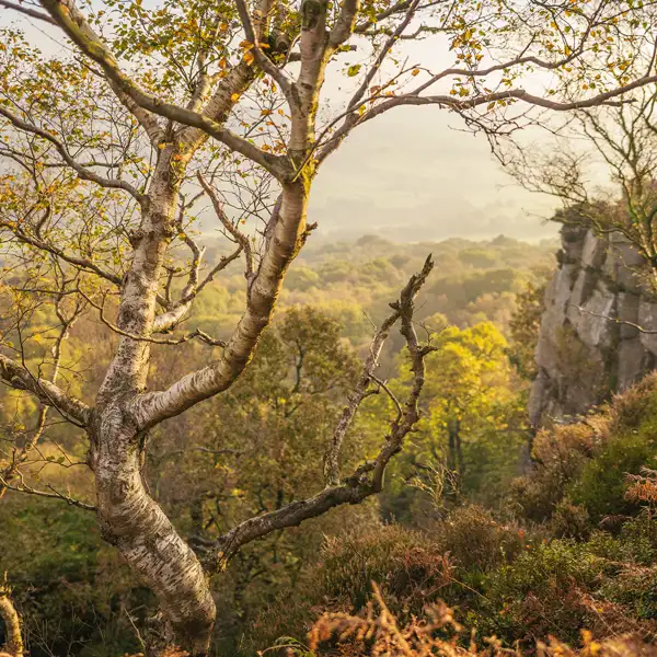 Crisp autumn dawn