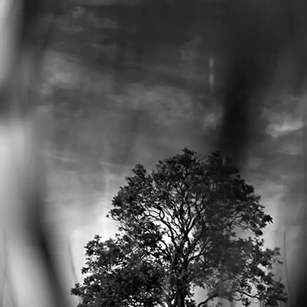 Tree, Thruscross