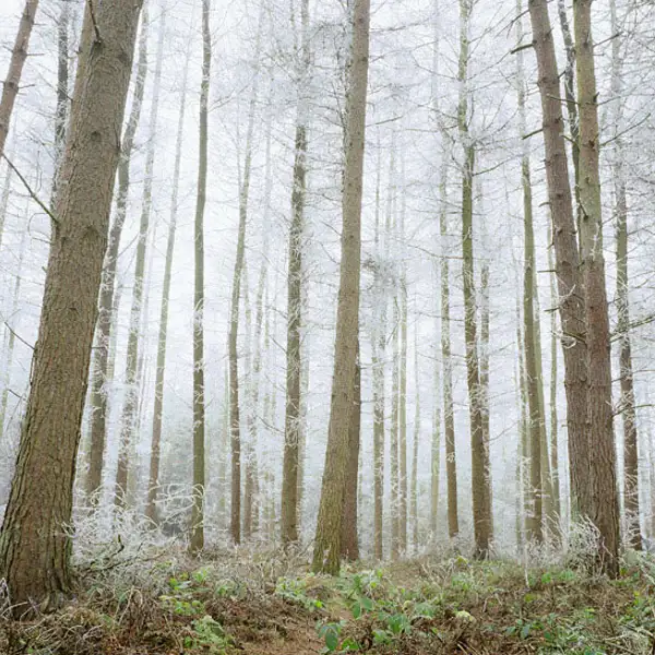 Winter Wonderland (1)