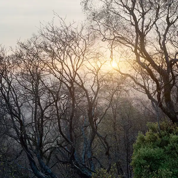 April woodland dawn