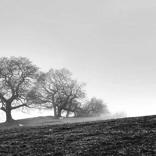 misty morning, fewston: misty morning, fewston