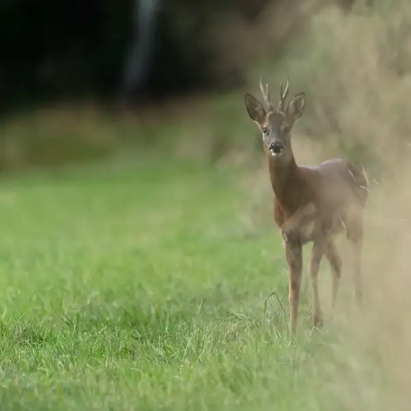 Deer
