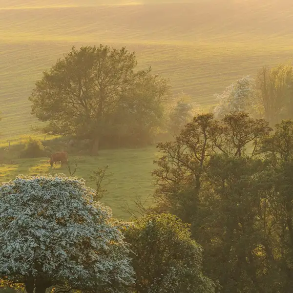 Spring fields