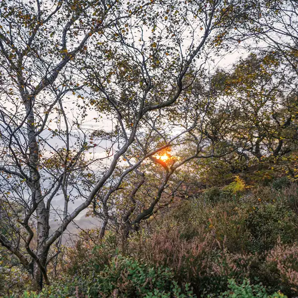 Crisp autumn dawn