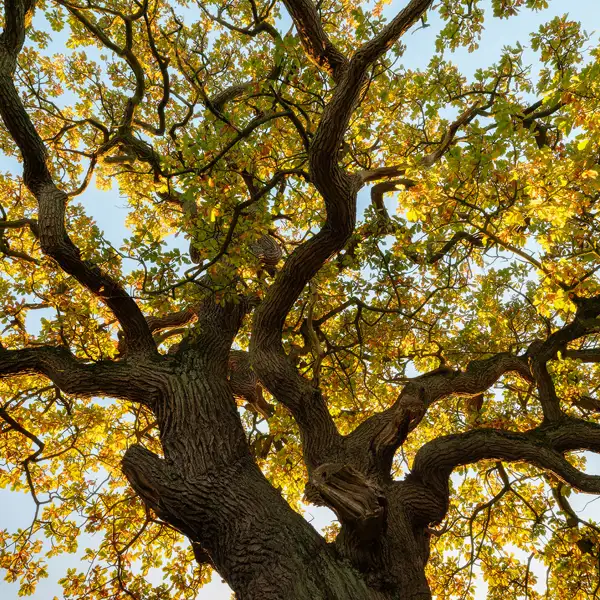 Autumn Oak Trees