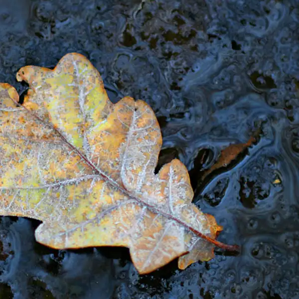 Frosty Leaf