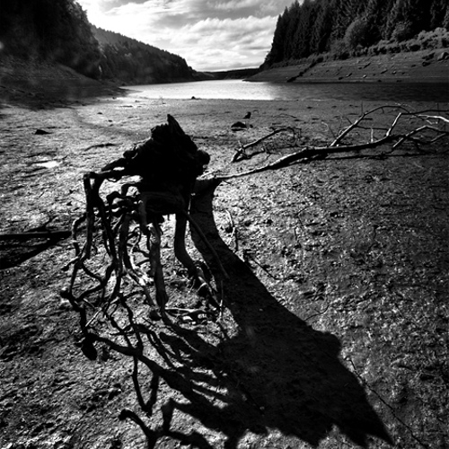 Dead wood: Dead wood