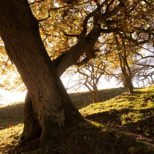 Autumn Oak Trees
