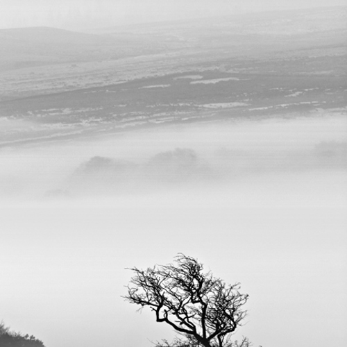 Morning mist: Morning mist