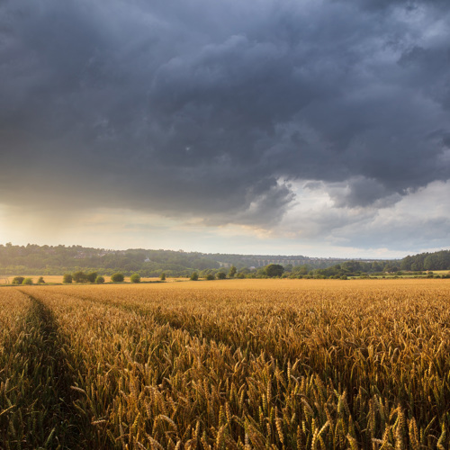 Storm over Crimple Valley: A vast wheat field, ripe and golden-brown, stretches under a dramatic sky over the Crimple Valley. A pathway cuts through the center, leading towards distant hills dotted with trees. The sky is a mix of dark storm clouds and brighter patches where sunlight breaks through, highlighting the wheat's rich color and creating a scene of imminent weather change, contrasting the tranquillity of the rural landscape.