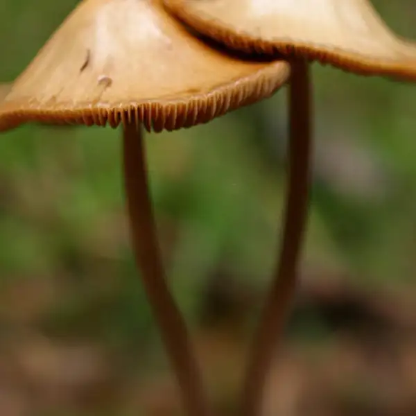 Mushrooms