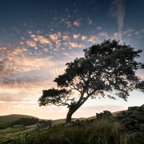 alder tree, angram reservoir: alder tree, angram reservoir