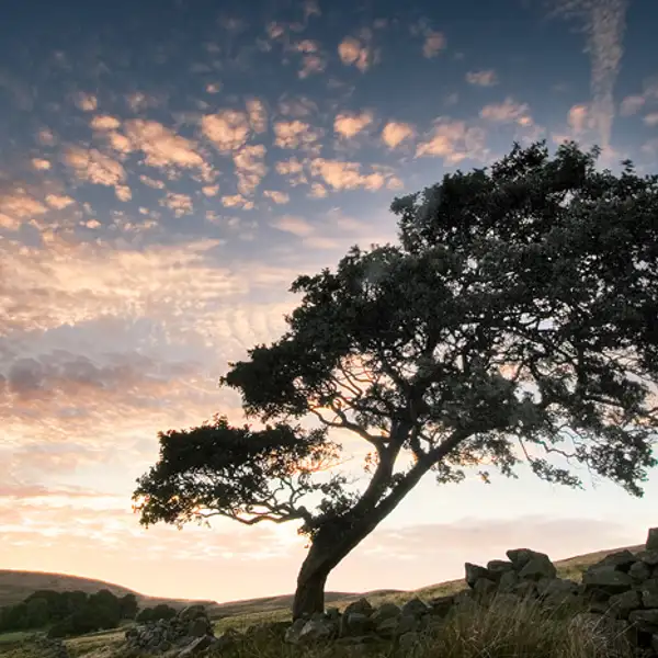 alder tree, angram reservoir