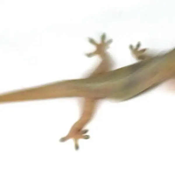 Lizard