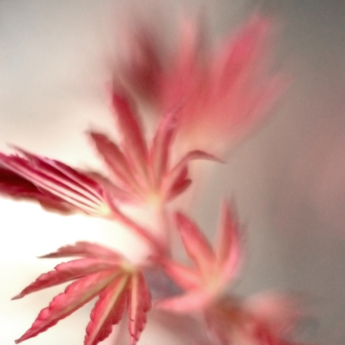 maple leaves: maple leaves