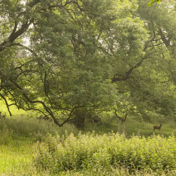 Summer Mists