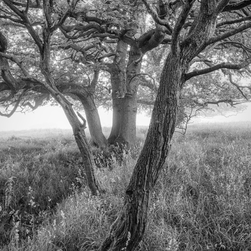 Summer Mists: 