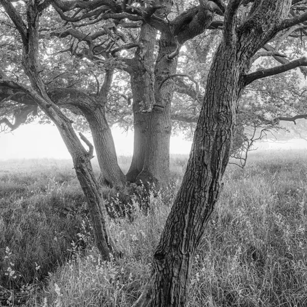 Summer Mists