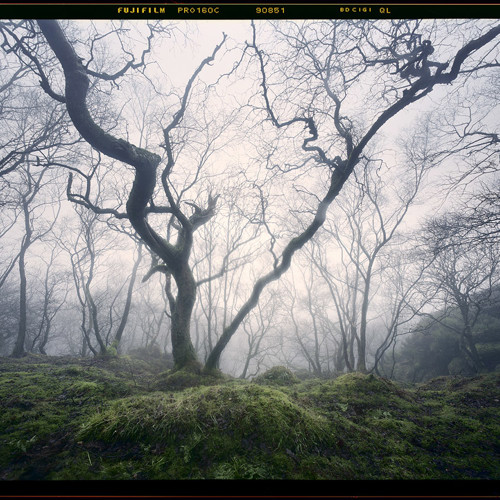 Enchanted Woodland: Enchanted Woodland