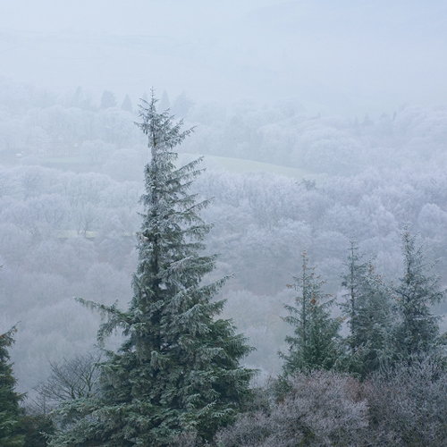 Frost on trees and hills near Pateley Bridge: Frost on trees and hills near Pateley Bridge