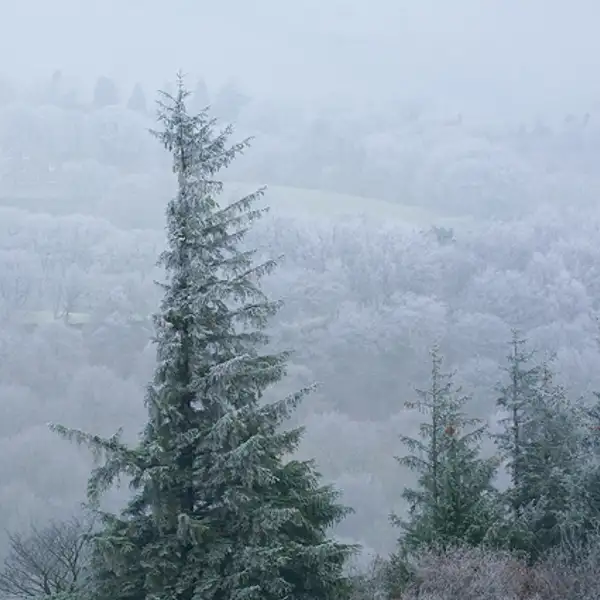 Frost on trees and hills near Pateley Bridge