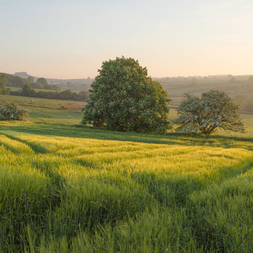 Spring fields: 