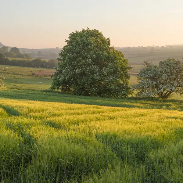 Spring fields