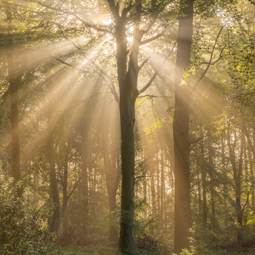 Woodland Mists: 