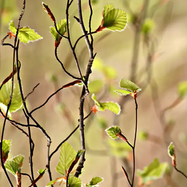 Willow Tree, Leckmelm Arboretum