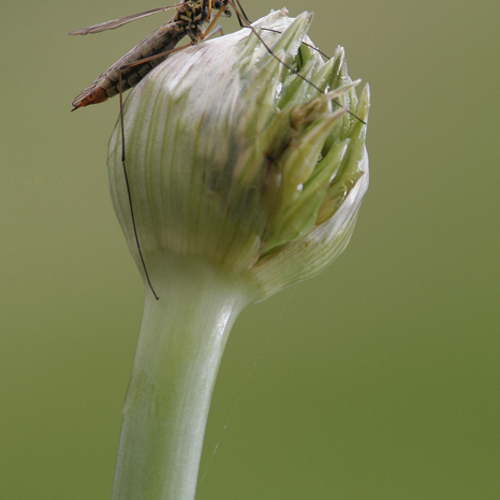 Crane Fly: Crane Fly