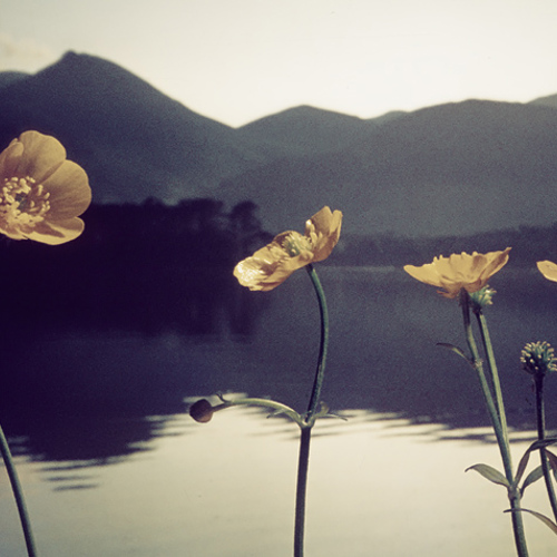 Peaceful : Peaceful 