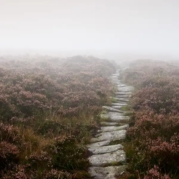 Misty Dawn