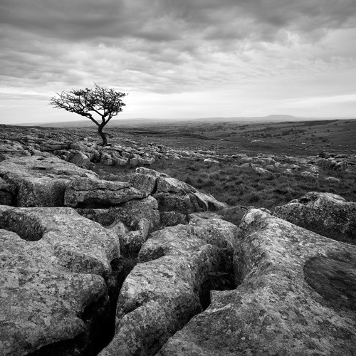 Lone tree - Malham, Yorkshire Dales: Lone tree - Malham, Yorkshire Dales