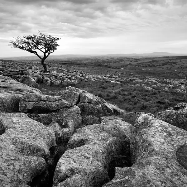 Lone tree - Malham, Yorkshire Dales