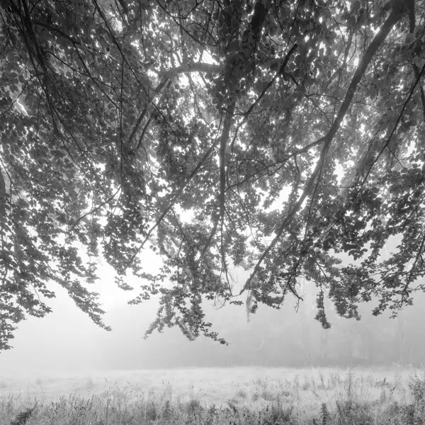Watcher in the woods