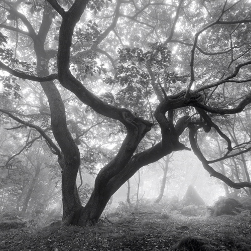 Deep in the forest: Deep in the forest