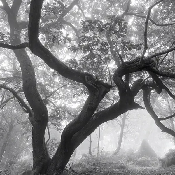 Deep in the forest