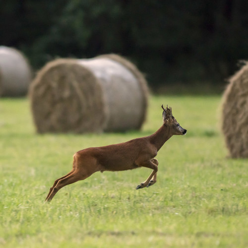 Deer: 
