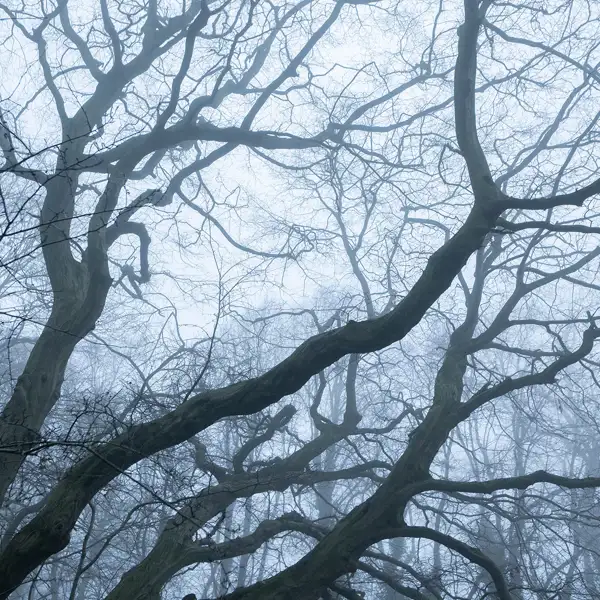 Misty Trees