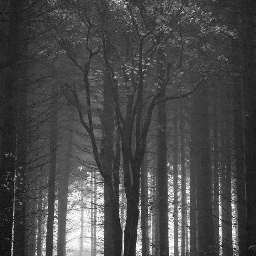Trees IV: 