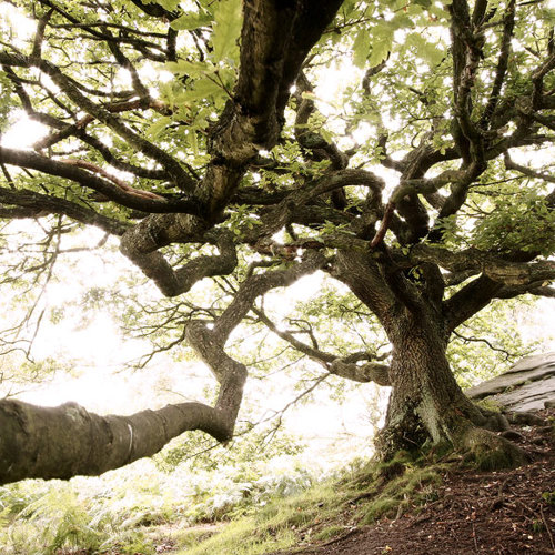 Oak Tree, Brimham Rocks: Oak Tree, Brimham Rocks