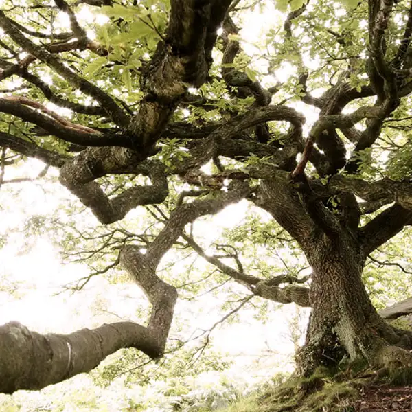 Oak Tree, Brimham Rocks