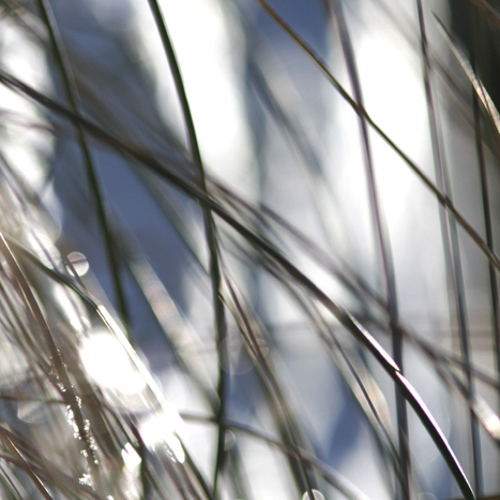 blades of grass: blades of grass