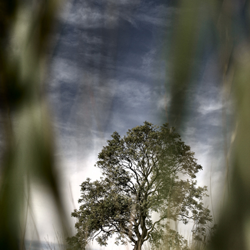 Lone Tree (1): Lone Tree