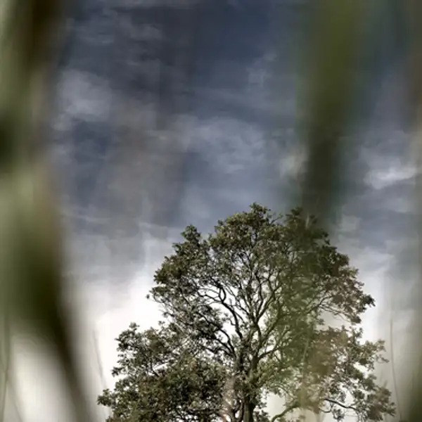 Lone Tree (1)